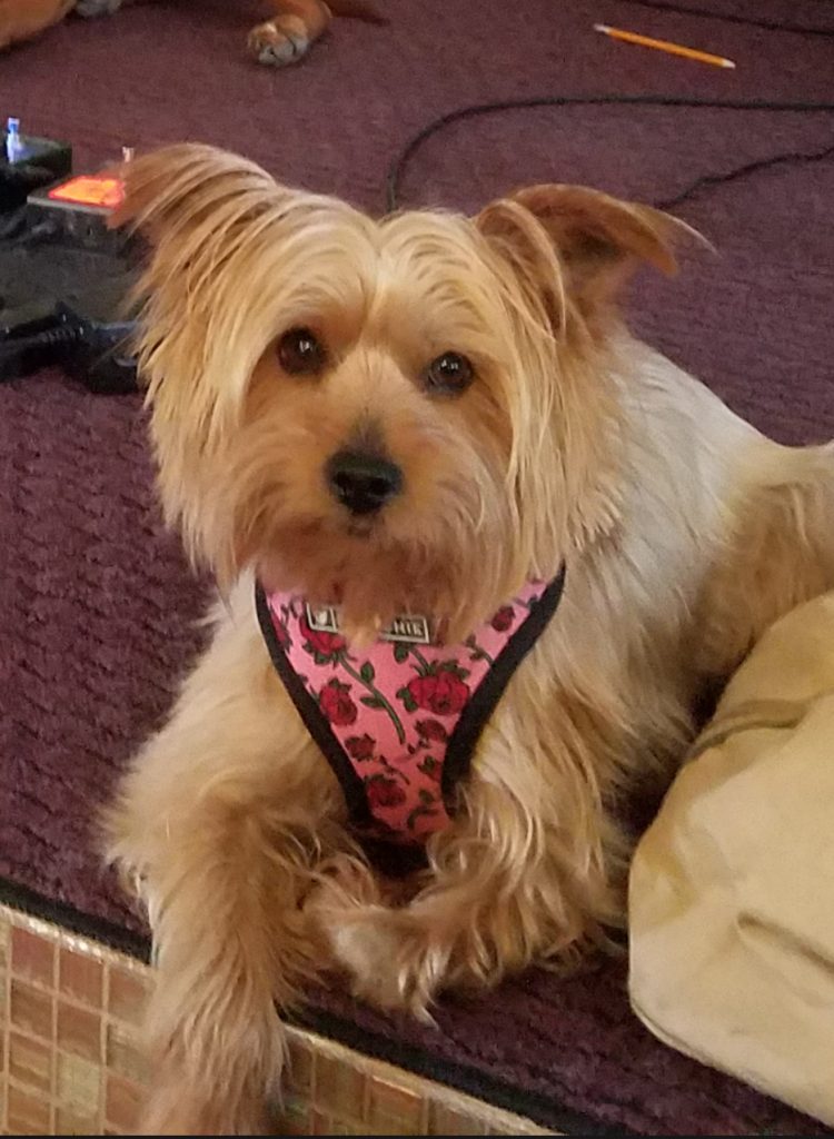 Tina The 3-Legged Yorkie